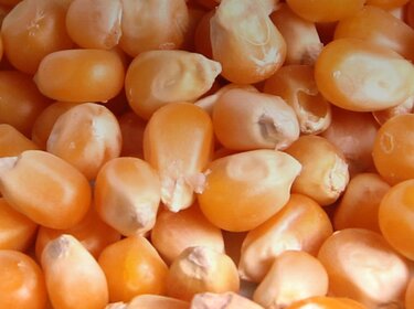 corn kernels close up | © Allgaier Process Technology 2022